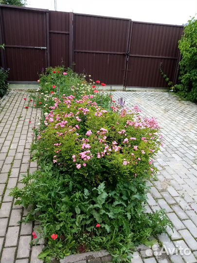 Саженцы растений