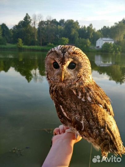 Аренда животных, змея, сова