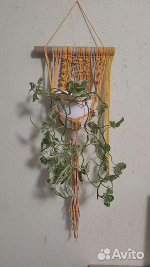 Эпипремнум (Сциндапсус н джой)