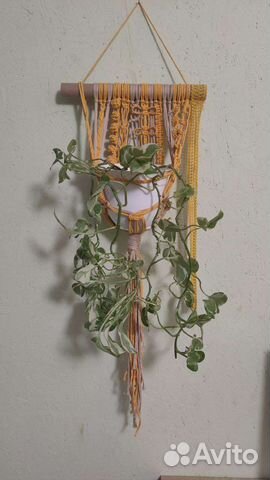 Эпипремнум (Сциндапсус н джой)