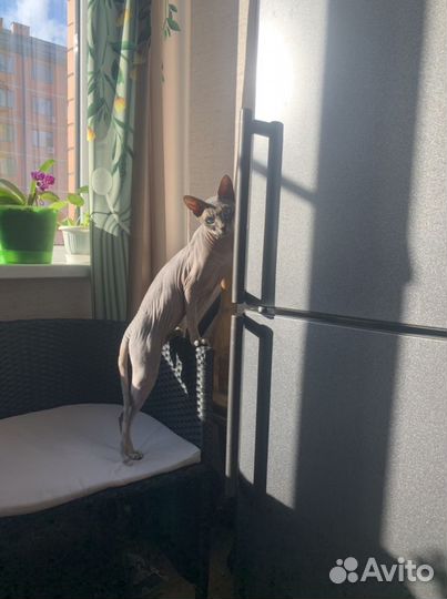 Кот сфинкс вязка