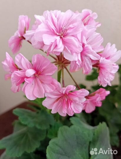 Пеларгония герань зональная