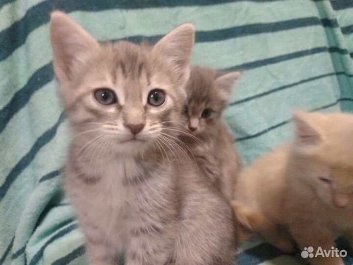 Котята 1.5 месяца