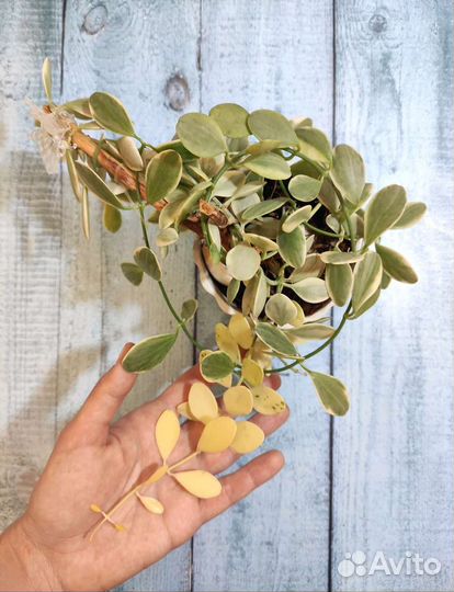 Комнатное растение дисхидия