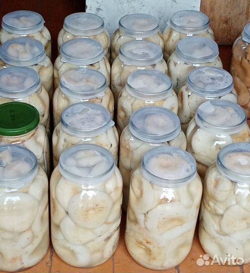 Грибы. Грузди.Белые. Подосиновки