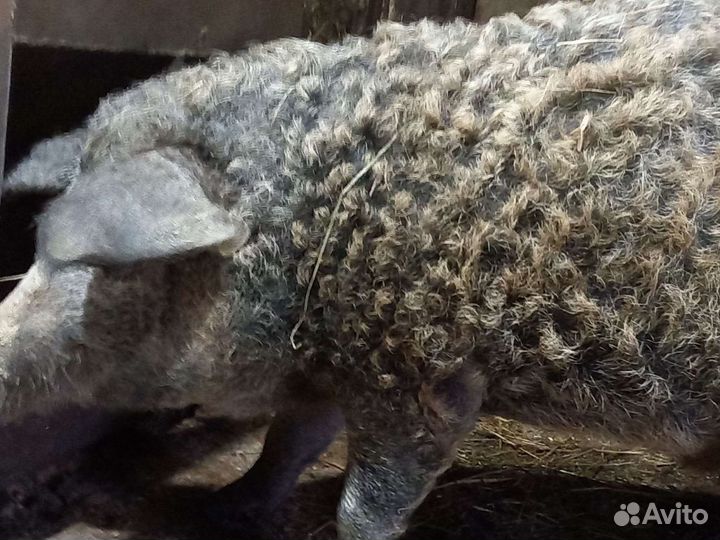 Венгерская Мангалица 1 мес