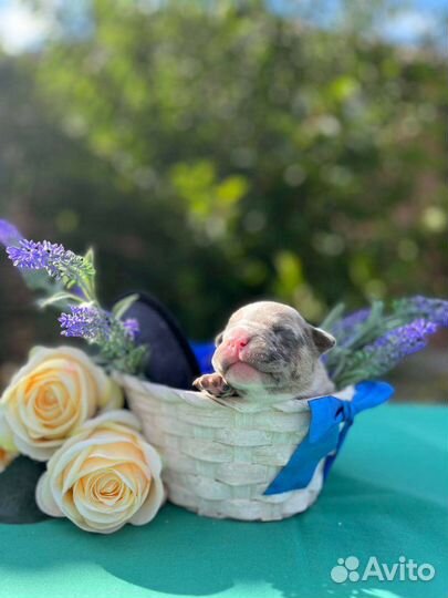 Щенки американского булли