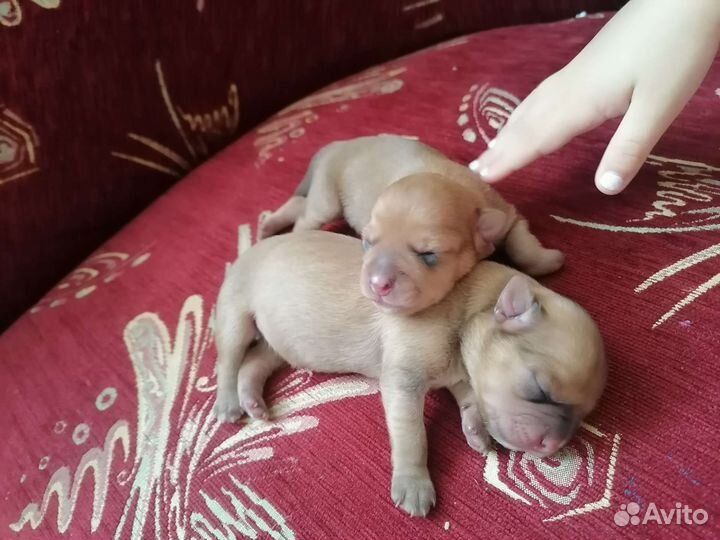 Щенки