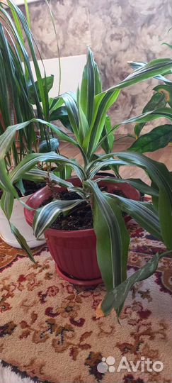 Домашний цветок в горшке