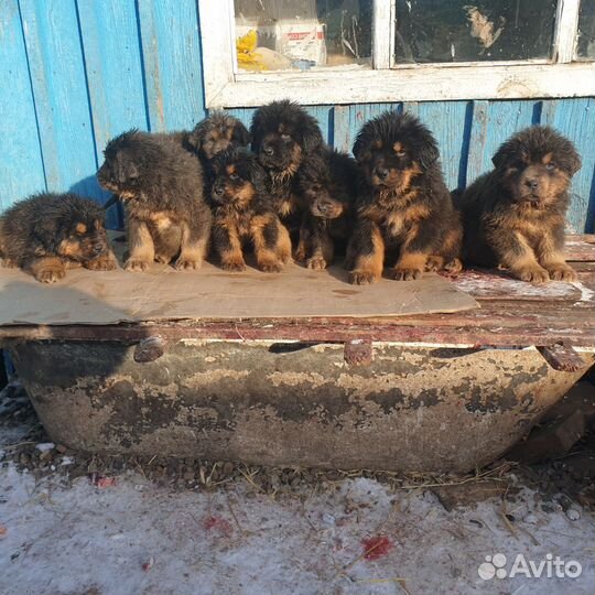 Тибетский мастиф щенки