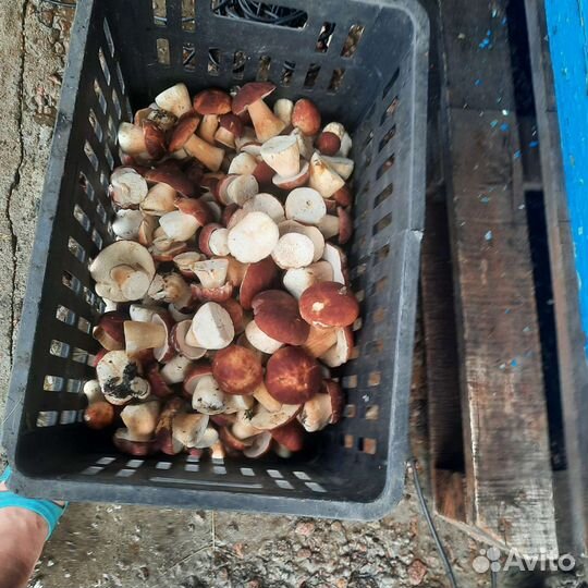 Гриб белый (боровик)