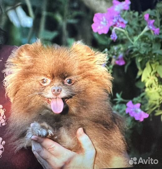 Шпиц милейшая дама