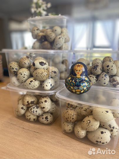 Домашние перепелиные яйца