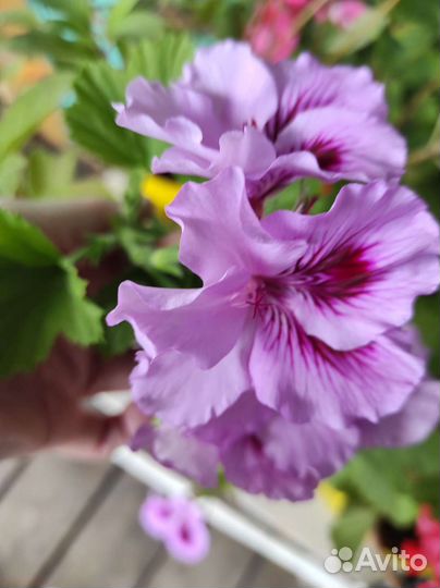 Королевская пеларгония, герани сортовые