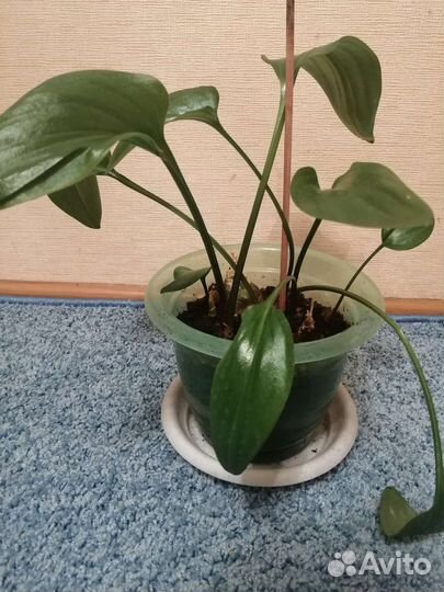 Дримиопсис