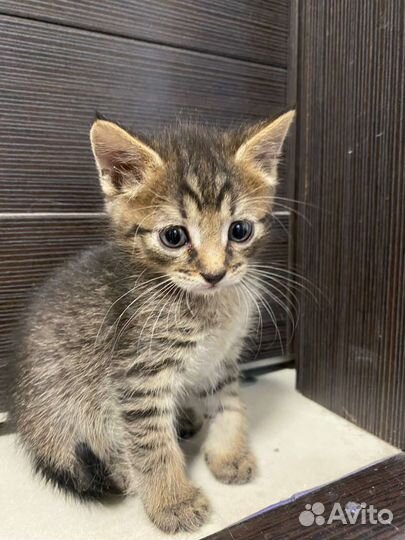 Котята на любой вкус и цвет. От 2 месяцев