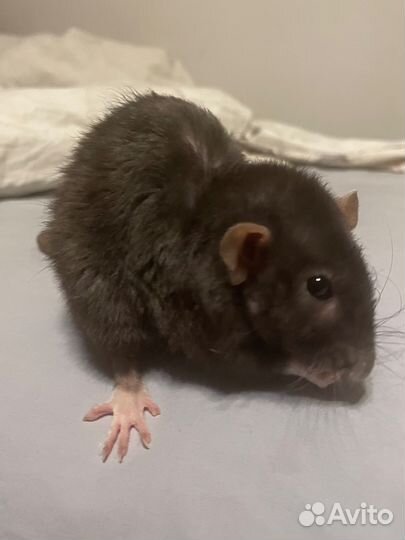 Крысы в добрые руки