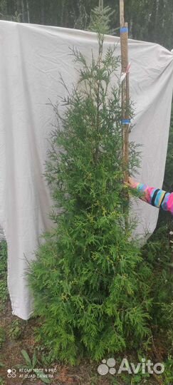 Туя выращенная на Урале