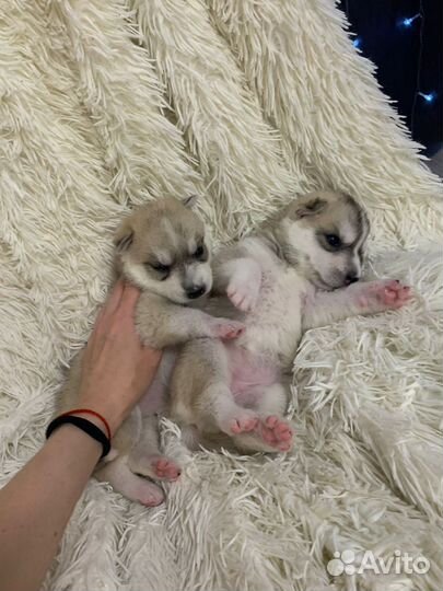 Щенки сибирской Хаски