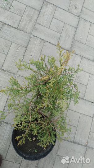 Хвойные, листопадные и вечнозелёные кустарники