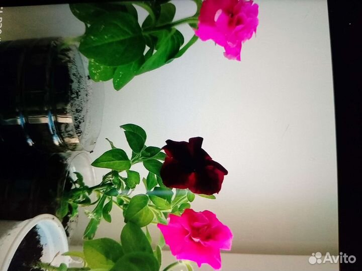 Садовые цветы