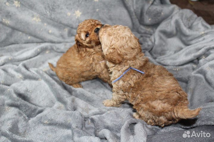 Щенки той-пуделя