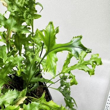 Папоротник Микросорум Сколопендриум