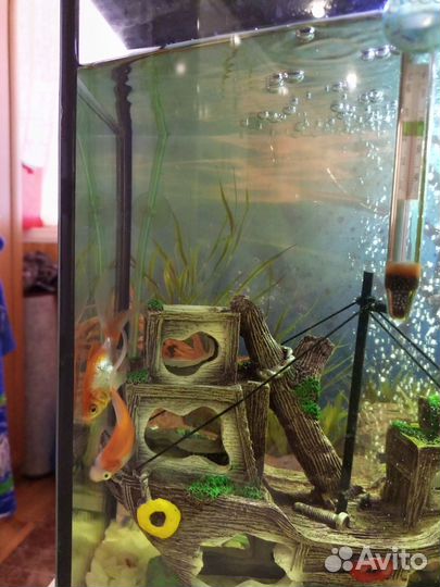 Золотая рыбка