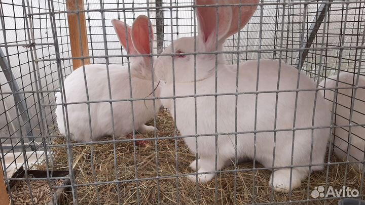 Кролики крупных пород