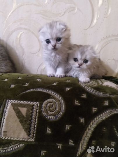 Шотландские котята