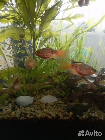 Аквариумные рыбки