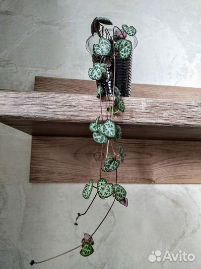 Хлорофитум