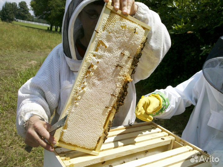 Мёд натуральный алтайский опт