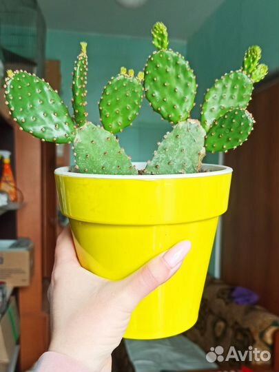 Кактус Опунция