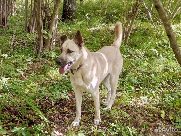 Собака в добрые руки отдам бесплатно