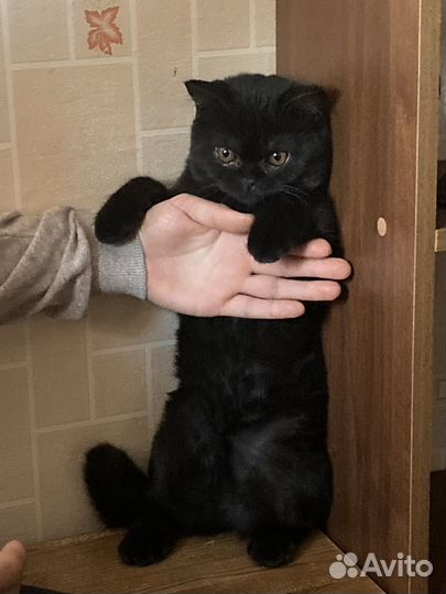 Отдам кота в добрые руки