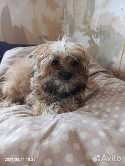 Продам собачку