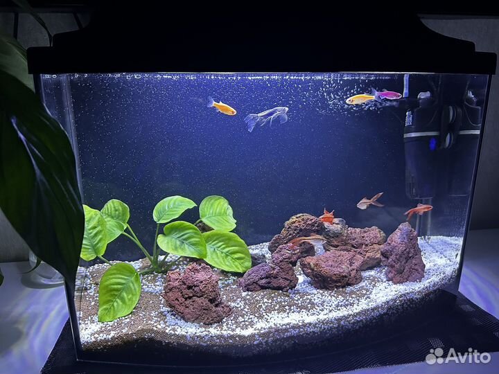 Аквариум