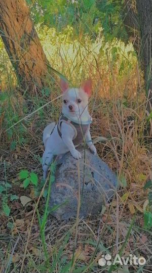 Вязка кобель чихуахуа