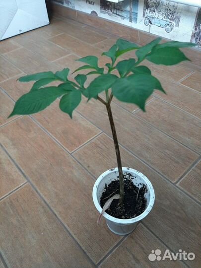 Аморфофаллус