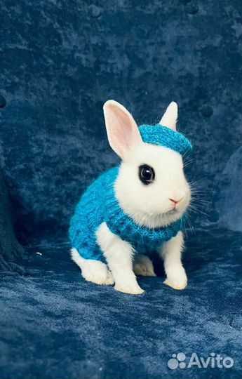 Кролики декоративные мини