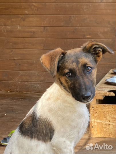 Щенок метис курцхаара бесплатно в добрые руки