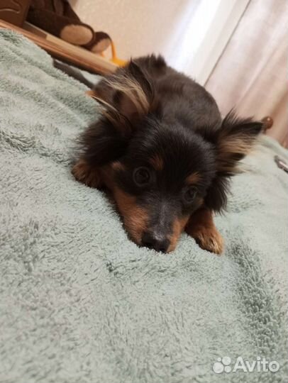 Средний немецкий шпиц