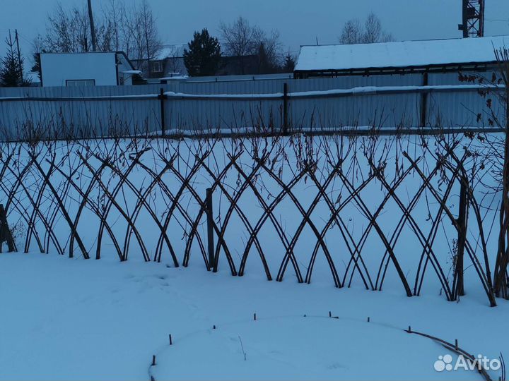 Живая изгородь из ивы