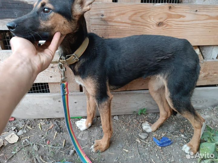 Щенок в добрые руки бесплатно