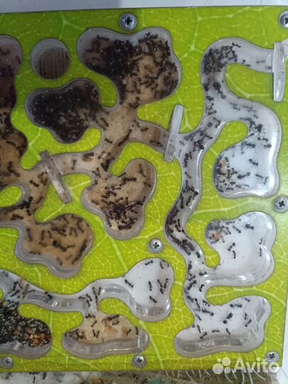 Муравьиная ферма с муравьями. Формикарий