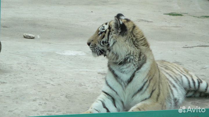 Продам одежду для девочек