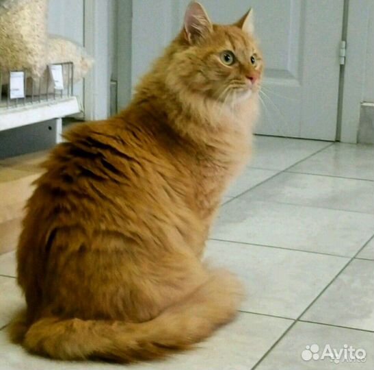 Груминг кошек и собак: уход, когти, гигиена