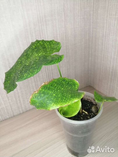 Калатея Нетворк