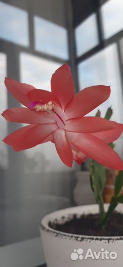 Отдам. Декабрист